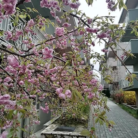 Apartman Diva Apartment Vrnjacka Banja